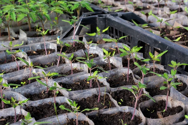 Growing tomato seedlings. Small sprouts of tomato growing in the greenhouse, February, March.