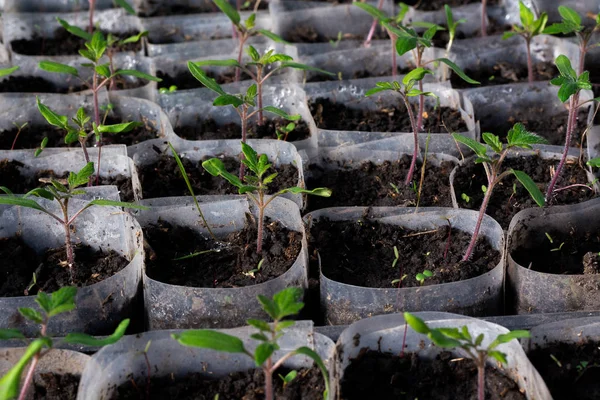 Cultivando Plántulas Tomate Pequeños Brotes Tomate Que Crecen Invernadero Primer — Foto de Stock