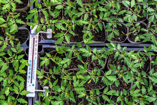 Cultivar Mudas Tomate Termômetro Mostrando Graus Celsius Pequenos Brotos Mudas — Fotografia de Stock