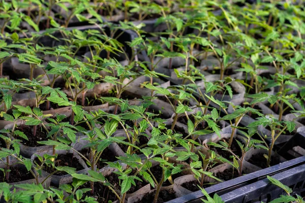 Αυξάνονται Σπορόφυτα Ντοματών Μικρά Λαχανάκια Ντομάτας Καλλιέργεια Στο Θερμοκήπιο Φεβρουάριο — Φωτογραφία Αρχείου