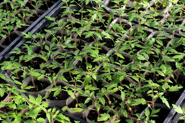 Cultivando Plántulas Tomate Pequeños Brotes Tomate Creciendo Invernadero Febrero Marzo — Foto de Stock