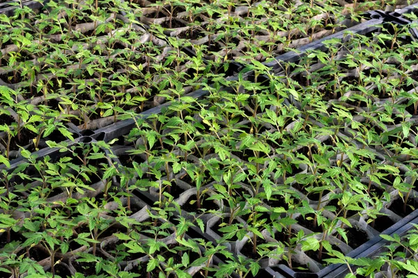 Growing tomato seedlings. Small sprouts of tomato seedlings growing in the greenhouse, February, March. Top view, flat lay, close-up