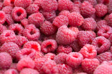 Taze Olgun kırmızı ahududu meyveleri kökenli. Yakın çekim, üstten görünüm. Düz yatıyordu.