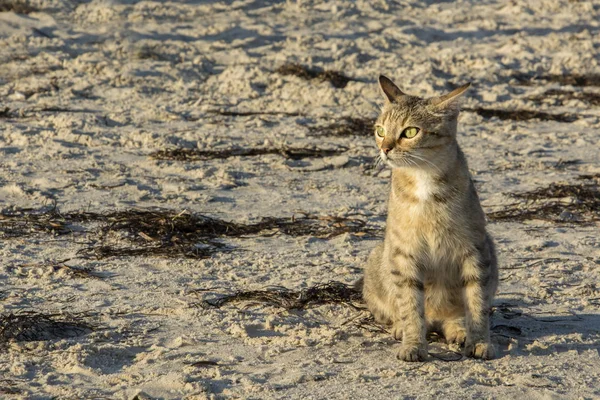 Domácí Kočka Sedí Písečné Pláži Moře Při Západu Slunce Kopírovat — Stock fotografie