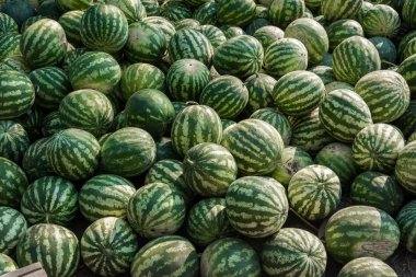 Bir sürü olgun karpuz. Ukrayna tarım kültürünü. Hasat ve satış.