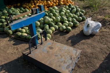 Karpuz ve kavun satışı. Bütün karpuz ve kavun bir sürü yalan sahada. Karpuz ölçeklerde torba tartın. Tarımsal Ukrayna.