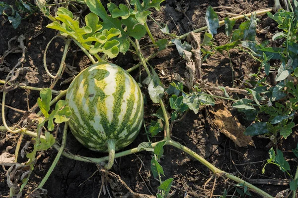 Growing watermelon. The growth of watermelon in the field. Harvesting. Copy space. Agriculture Ukraine.