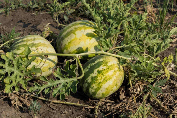 Growing watermelon. The growth of watermelon in the field. Harvesting. Copy space. Agriculture Ukraine.