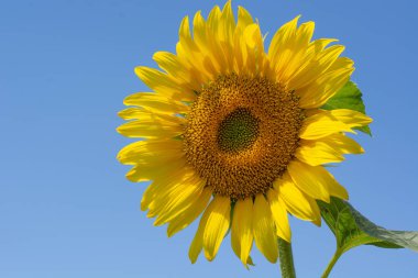 Çiçek açan ayçiçeği gökyüzü bulutlu yaz zemin karşı. Tarımsal Ukrayna. Metin için yer. Kopya alanı.