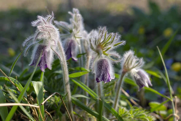 Spring flowers Pulsatilla patens (sleep-grass) with dew drops close-up, medicinal poisonous plant. Space for text. Copy space.