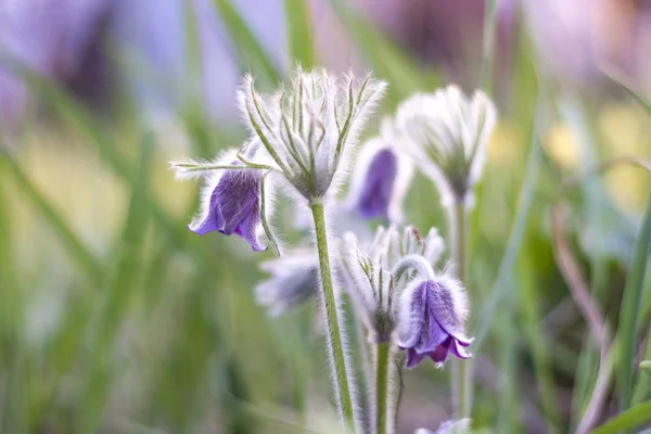 Spring flowers Pulsatilla patens (sleep-grass) close-up on a blurred bright background, medicinal poisonous plant. Space for text. Copy space.