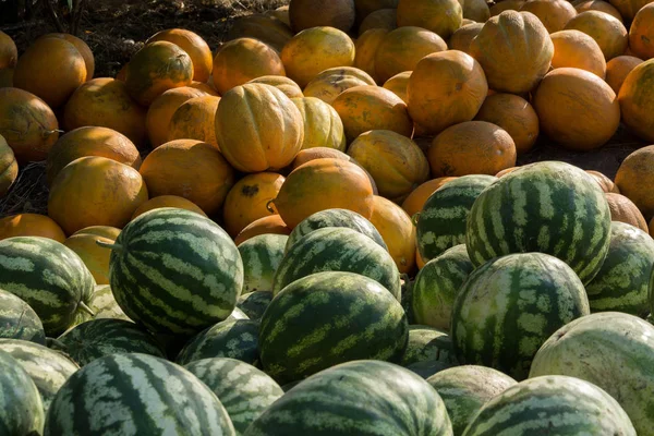 Försäljning Vattenmelon Och Melon Ett Gäng Hela Vattenmeloner Och Meloner — Stockfoto