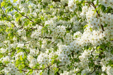 Bahar çiçek arka plan, armut beyaz çiçekler, çiçek bahçe, bahçe. Metin için boşluk. Kopyalama alanı.