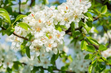 Bahar çiçek arka plan, armut beyaz çiçekler, çiçek bahçe, bahçe. Metin için boşluk. Kopyalama alanı.