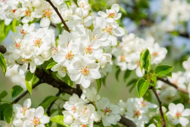 Bahar çiçek arka plan, armut beyaz çiçekler, çiçek bahçe, bahçe. Metin için boşluk. Kopyalama alanı.