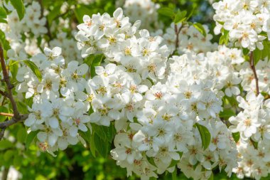 Bahar çiçek arka plan, armut beyaz çiçekler, çiçek bahçe, bahçe. Metin için boşluk. Kopyalama alanı.