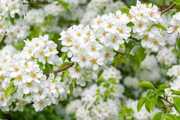 Frühling Blumiger Hintergrund Weiße Birnenblüten Blühender Garten Gartenarbeit Raum Für — Stockfoto