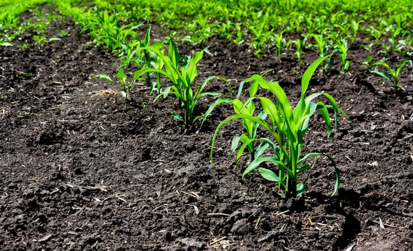 Close Green Corn Sprouts Planted Neat Rows Copy Space Space — Stock Photo, Image