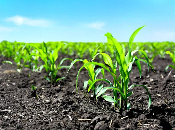 Nahaufnahme Grüner Maiskeime Die Gepflegten Reihen Vor Blauem Himmel Gepflanzt — Stockfoto