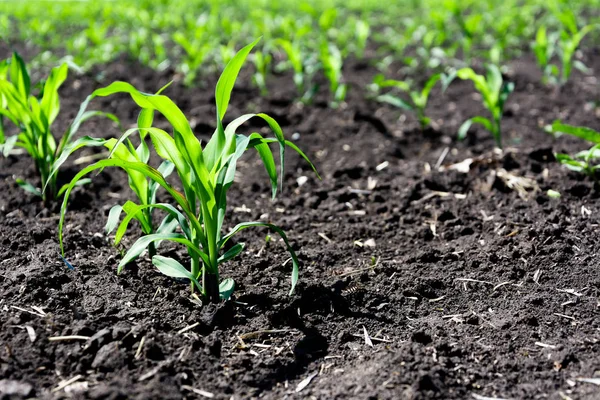 Close Green Corn Sprouts Planted Neat Rows Copy Space Space — Stock Photo, Image