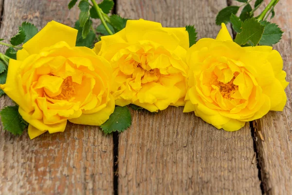 Yellow Roses Close Textured Old Background Vintage Wooden Boards Advertising — Stock Photo, Image