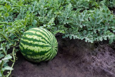 Büyüyen karpuz. Karpuz alanında büyüme. Hasat. Uzay kopyalayın. Tarım Ukrayna.