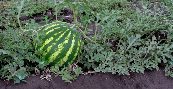 Growing watermelon. The growth of watermelon in the field. Harvesting. Copy space. Agriculture Ukraine.