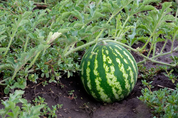 Growing watermelon. The growth of watermelon in the field. Harvesting. Copy space. Agriculture Ukraine.