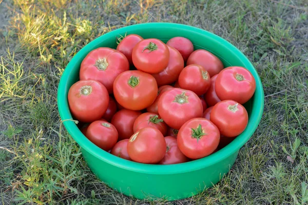 Oogst Tomaten Geoogste Rijpe Tomaten Een Kom Het Gras — Stockfoto