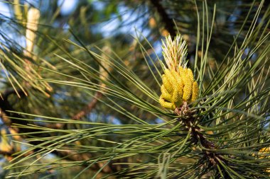 Kozalaklı iğneler ve genç çam kozalağı. Çam sprig yakın. Kozalaklı arka plan. Ön görünüm, metin yeri, Boşluk kopyalama