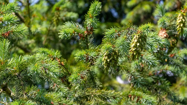 Coniferous Needles Young Cones Spruce Branches Spruce Full Frame Coniferous — Stock Photo, Image