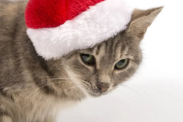 Kočka Klobouku Santa Clause Něj Dívá Pláčem Nový Rok Vánoční — Stock fotografie