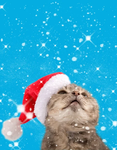 Cat in santa claus hat looks up, close up. New Year, Christmas, cat on a blue background with snowflakes, for poster, banner. Front view, place for text, copy space.