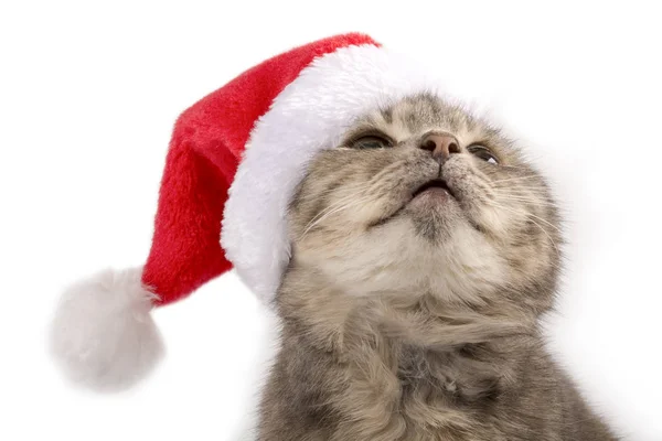 Kočka Klobouku Santa Clause Dívá Vzhůru Nový Rok Vánoční Kočka — Stock fotografie