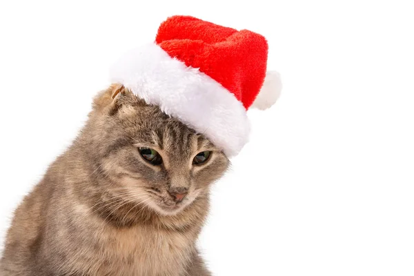 Cat in Santa\'s hat close-up. New Year, Christmas cat on a white isolated background, for postcard, banner. Front view, place for text, Copy space.