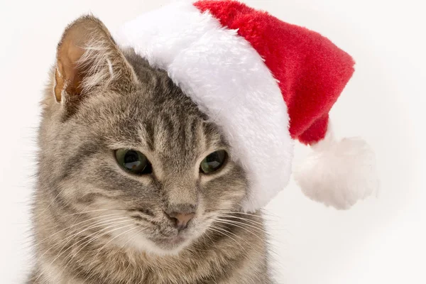 Noel Baba Şapkalı Kedi Yakın Çekim Yeni Yıl Beyaz Izole — Stok fotoğraf