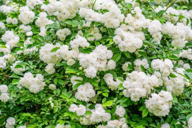 Beyaz güller açan duvar. Reklam, web afiş, tebrik kartı, ön görünüm için gül ile arka plan görüntüsü.