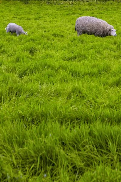 Mature Sheep with Little Lamb Pasturing on Green Grass Outdoors. Vertical Image Composition