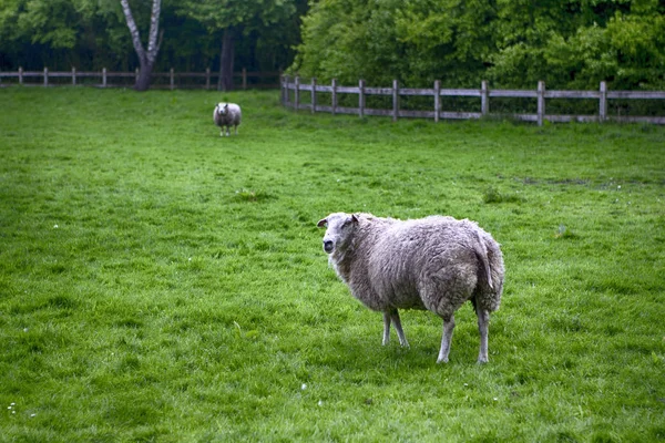 Two Mature Sheep Pasturing on Green Grass Outdoors. Horizontal Image Composition