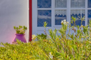 Santorini'deki Oia Köyünde Ege Ve Akdeniz Çiçekleri