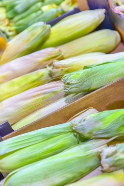 Taze Hint Mısırları Standda Satışa Hazır