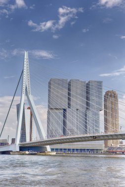 Rotterdam'da Ünlü Erasmusbrug (Kuğu Köprüsü) Görünümü
