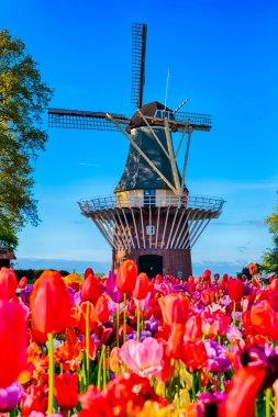 Keukenhof Halk Çiçeği Bahçesi 'ndeki renkli laleler ve arka planda geleneksel Hollanda yel değirmeni. Dikey Resim