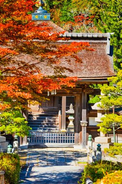 Japonya 'daki Kutsal Koyasan Dağı' ndaki Budist Manastırı 'nın Önündeki Geleneksel Kızıl Akçaağaç Ağaçları. Dikey Görüntü