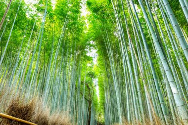Oryantal Seyahat Uçurumları. Meşhur Yeşil Orman Olarak Sagano Ormanı 