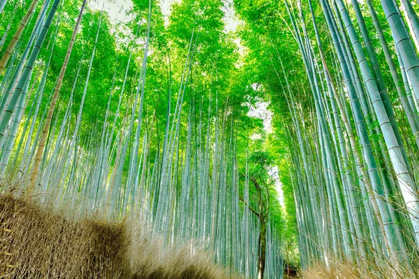 Tranquil Sagano Bamboo Forest in Japan. Horizontal Image