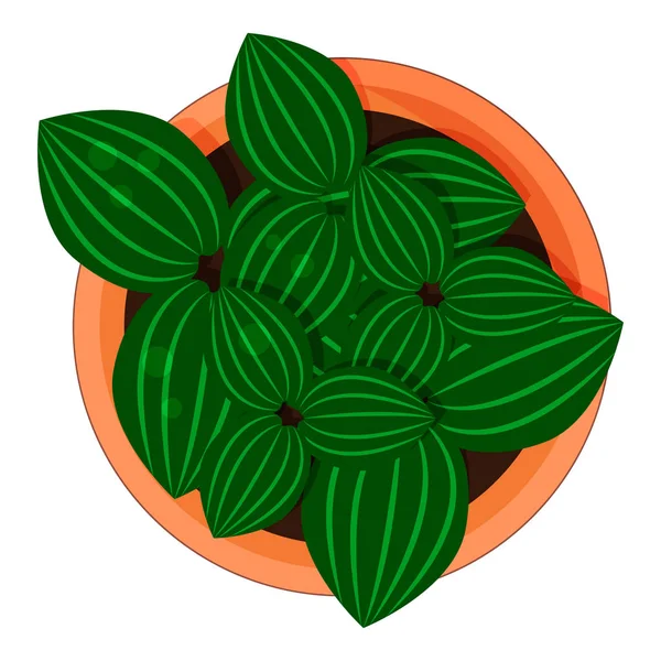 Alüminyum Bitki (Pilea cadierei) ev ve ofis için bir saksı da. Üst te. Beyaz arka planda yalıtılmış nesne