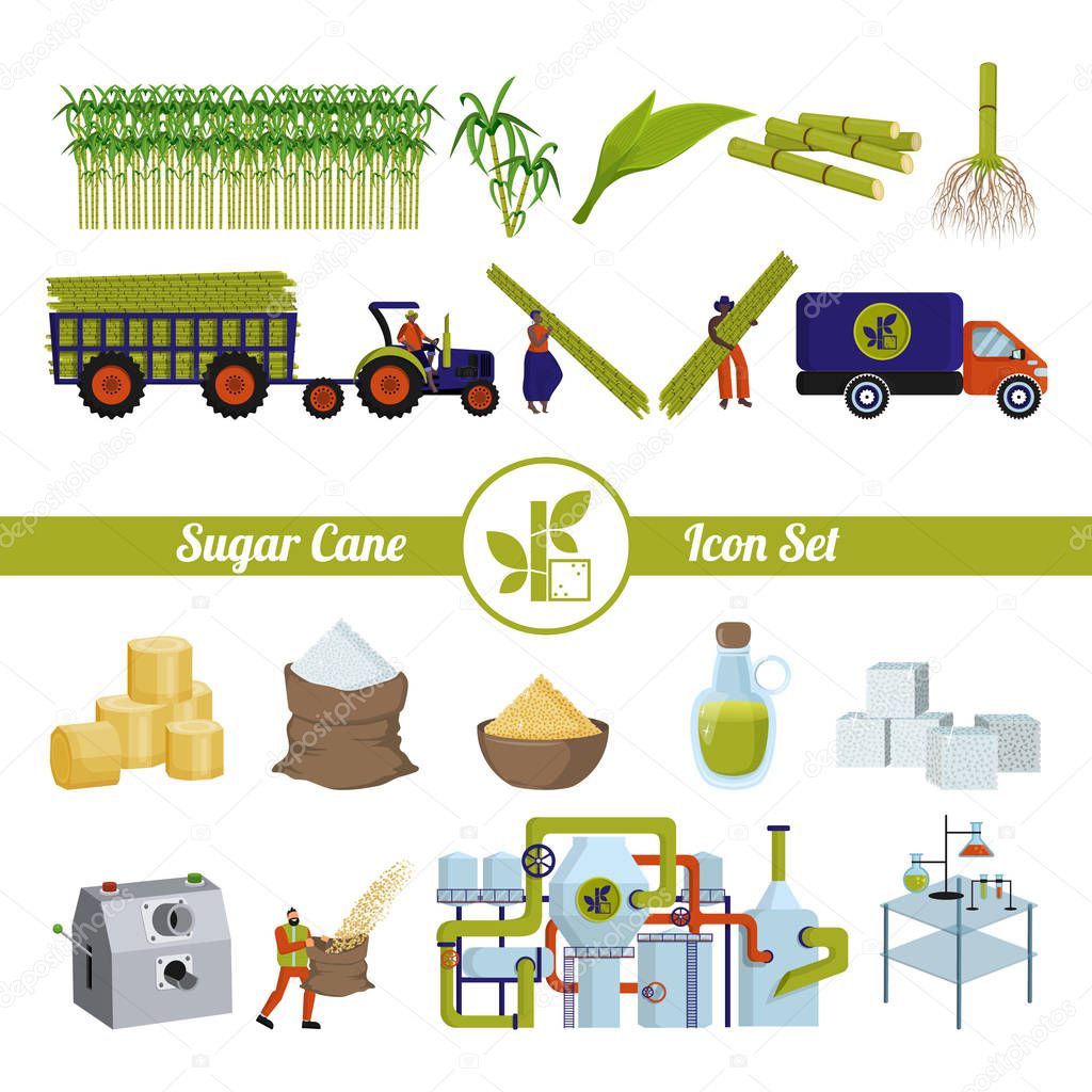 Sugar cane and products from it. Production and processing. 