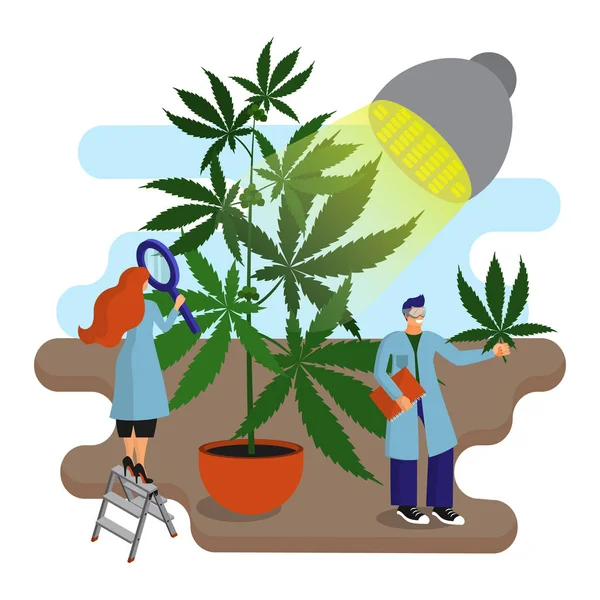 Wetenschappers, botanici bestuderen en analyseren de cannabisplant in het laboratorium. Cartoon vlakke vector — Stockvector