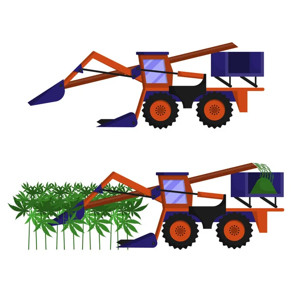 La moissonneuse-batteuse, combine, produit la récolte mécanisée du chanvre technique dans le champ — Image vectorielle